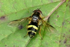 Dasysyrphus tricinctus