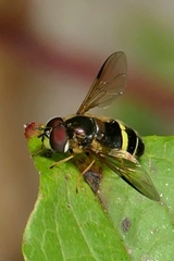 Dasysyrphus tricinctus