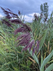 Phragmites