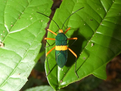 Paryphes flavocinctus image