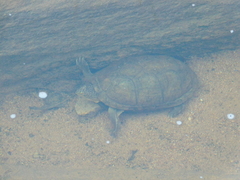 Kinosternon integrum