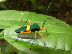 Paryphes flavocinctus