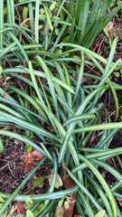 Chlorophytum comosum