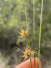 Rhynchospora tracyi