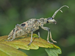 Rhagium mordax