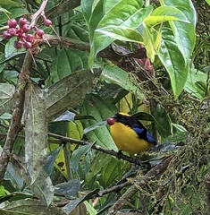 Anisognathus somptuosus