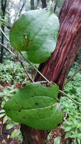 Smilax canariensis (Smilax canariensis)