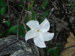 Mandevilla hypoleuca