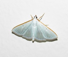 Diaphania costata
