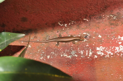 Trachylepis comorensis