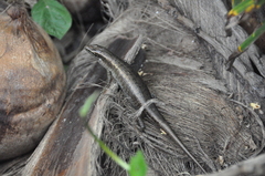 Trachylepis comorensis