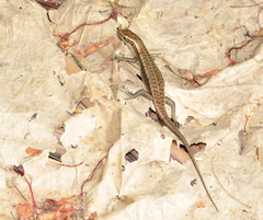 Trachylepis comorensis