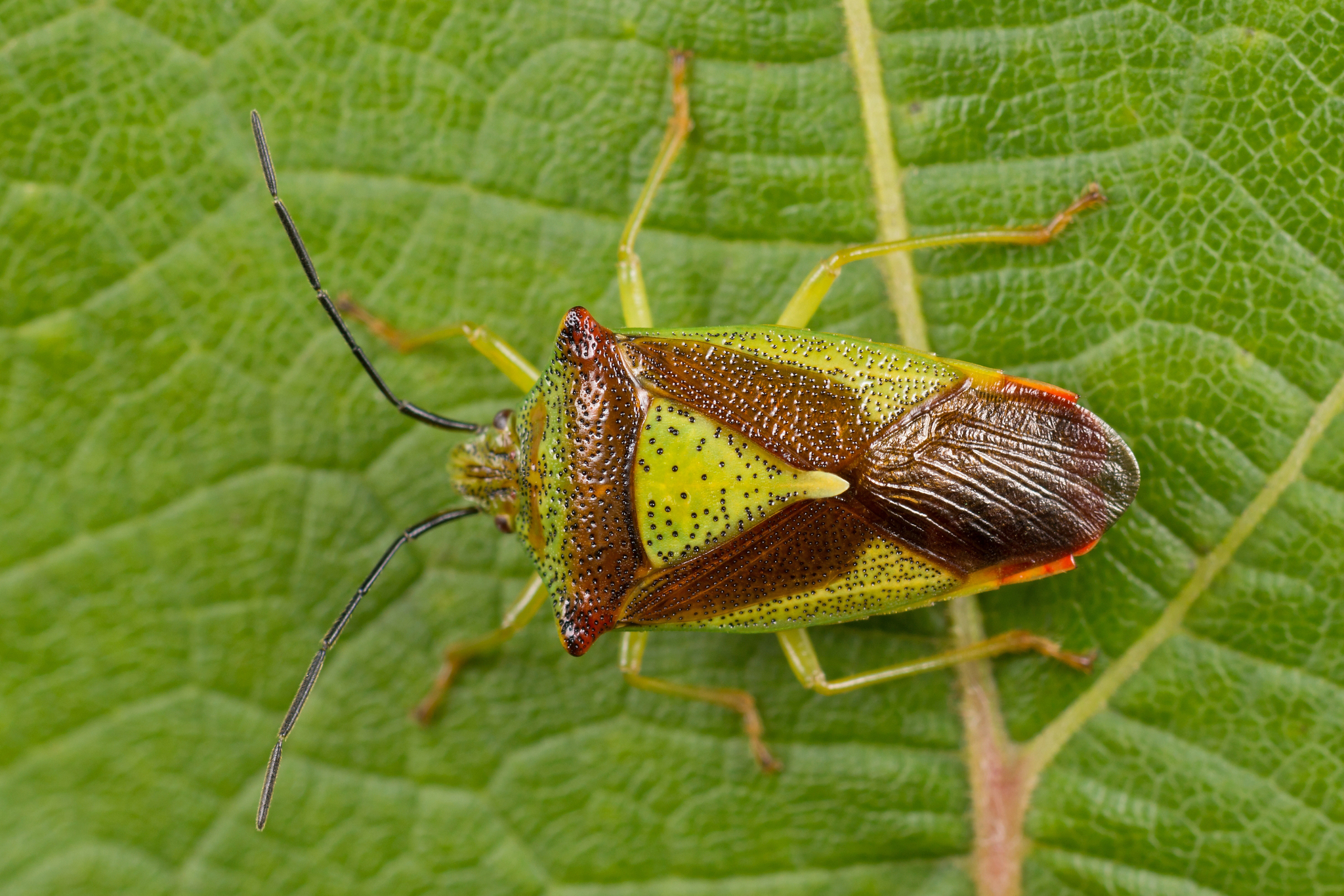 Hawthorn shield bug - Wikipedia