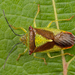 Hawthorn Shield Bug - Photo (c) Nikolai Vladimirov, some rights reserved (CC BY-NC), uploaded by Nikolai Vladimirov