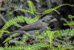 Coryphospingus pileatus