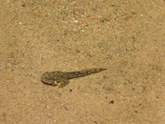 Lithobates berlandieri