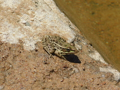 Lithobates berlandieri