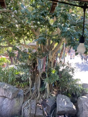 Ficus elastica