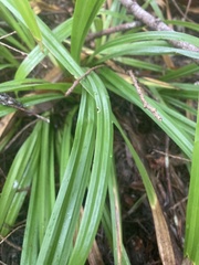 Carex hendersonii