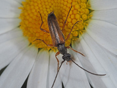 Alosterna tabacicolor