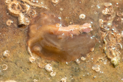 Notoplana