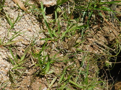 Lithobates berlandieri