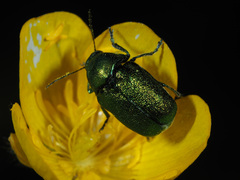 Cryptocephalus sericeus