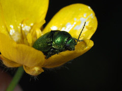 Cryptocephalus sericeus