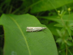 Crambus lathoniellus