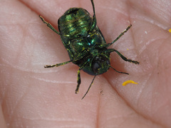 Cryptocephalus sericeus