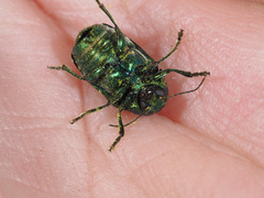 Cryptocephalus sericeus