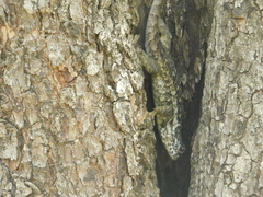 Sceloporus spinosus