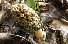 Morchella americana