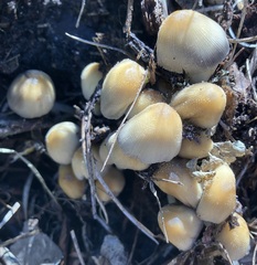 Micacei