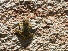 Lithobates berlandieri