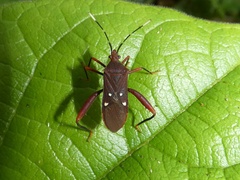 Leptoscelis quadrisignatus image