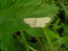 Scopula corrivalaria