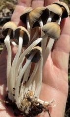 Micacei