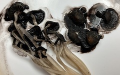 Micacei