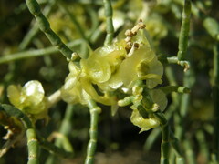Haloxylon ammodendron