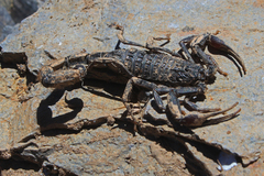 Hottentotta gentili