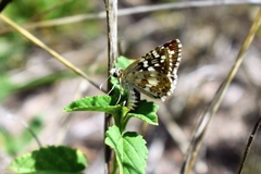 Burnsius orcynoides