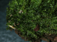 Dicranella heteromalla