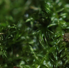 Dicranella heteromalla