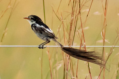 Alectrurus risora
