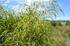 Acanthostyles buniifolius