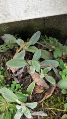 Stachys byzantina