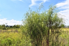 Acanthostyles buniifolius