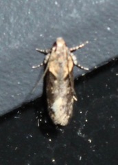 Chionodes mediofuscella