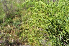 Acanthostyles buniifolius